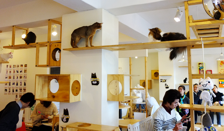 cafe chat